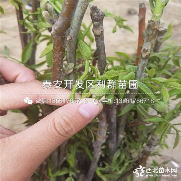 强特核桃树苗