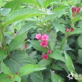 河北：紅王子錦帶價(jià)格翻番 存圃量不足并非個(gè)例