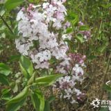 河北定州紫丁香是幾月開(kāi)花的