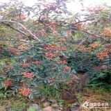 我想买花椒苗、花椒苗批发价格、花椒苗基地