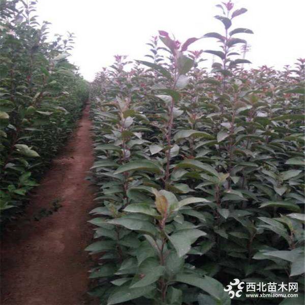 鲁丽苹果树苗