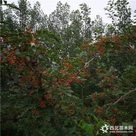 花椒苗適合什么土壤種植，花椒苗規(guī)格齊全價格便宜