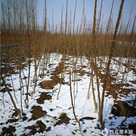 香玲核桃树苗1公分的多少钱一棵，香玲核桃树苗降价通知