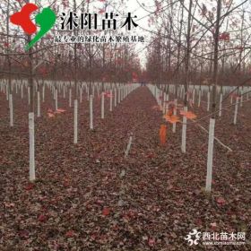 美国红枫基地_美国红枫产地_美国红枫绿化苗木苗圃基地