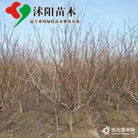 山桃树价格_山桃树图片_山桃树产地_山桃树绿化苗木苗圃基地