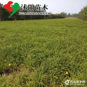 大花萱草价格_大花萱草产地_大花萱草绿化苗木苗圃基地