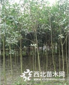 南京桂花苗圃的桂花价格3公分桂花小树苗价格多少