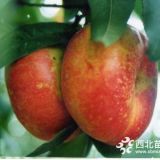 油桃苗 中油18 種植技術(shù)