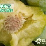 青脆李苗批發(fā)價(jià)格,青脆李子樹苗哪里有賣