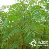 供應(yīng)一年生黃連木小苗價(jià)格/黃連木小苗種植基地/大量批發(fā)黃連木