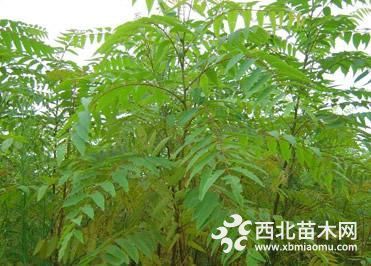 供应一年生黄连木小苗价格/黄连木小苗种植基地/大量批发黄连木