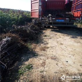 哪里有神福6号苹果树苗便宜价格，便宜苹果树苗销售基地