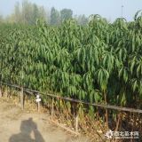 2年桃树苗多少钱 2公分桃树苗怎么卖