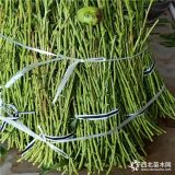 出售油桃樹苗 中油19號20號桃樹苗哪里有賣的 批發(fā)桃樹苗