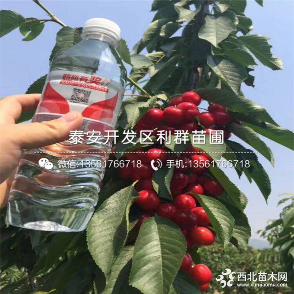 紅燈櫻桃樹苗