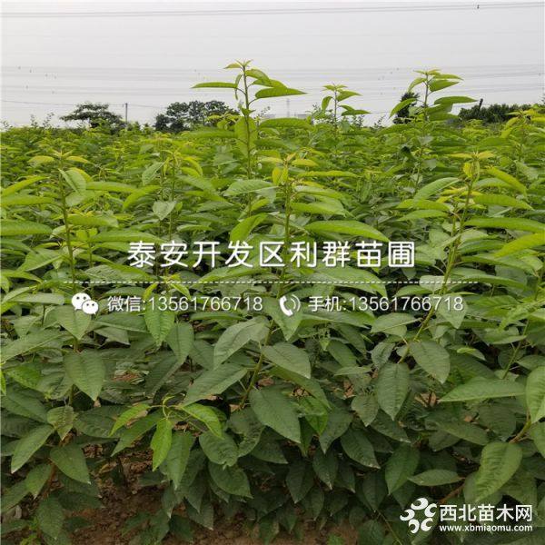 布鲁克斯樱桃树苗