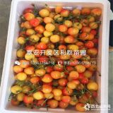 出售黄蜜樱桃苗、黄蜜樱桃苗价格多少、黄蜜樱桃苗基地