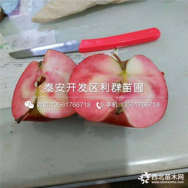 红肉苹果苗