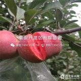 出售红心苹果苗、红心苹果苗价格多少、红心苹果苗基地