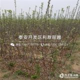 糖心苹果苗、糖心苹果苗价格