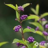 河北定州紫珠的形態(tài)特征？多少錢一棵？