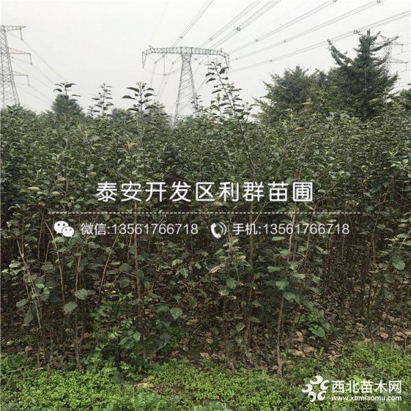 烟富0号苹果苗