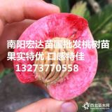 南陽(yáng)桃樹苗 嫁接桃樹苗 南陽(yáng)桃樹苗基地