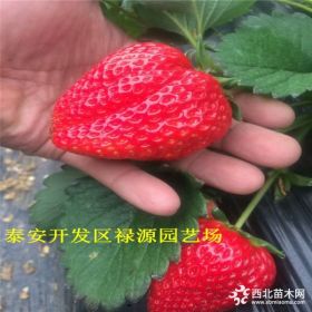 优质草莓苗 红颜草莓苗种植基地 红颜草莓苗基地在哪里