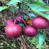 出售紅梨樹苗 山東紅梨樹苗基地 紅梨樹苗品種