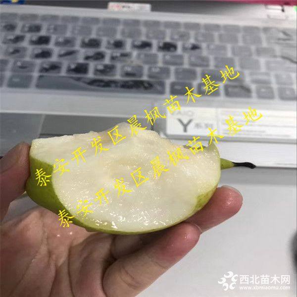 苏脆一号梨树苗