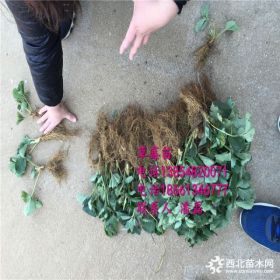 供應妙香七號草莓苗 草莓苗哪里的好