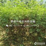 九叶青花椒树苗、九叶青花椒树苗价格