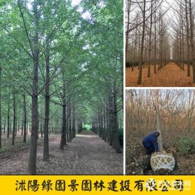 綠園景苗圃大量供應(yīng)米徑2~40公分銀杏樹價(jià)格便宜