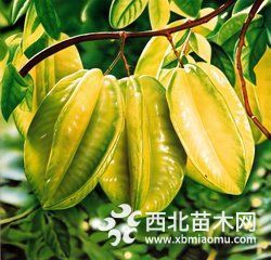 ?？诿捞m優(yōu)質(zhì)楊桃樹