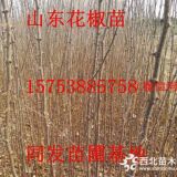 现在哪里有卖花椒树苗的，一米花椒树苗什么价