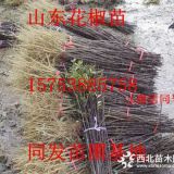 花椒樹(shù)苗多少錢，花椒樹(shù)苗批發(fā)價(jià)格是多少