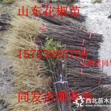 花椒苗什么品種好，花椒苗有哪些品種