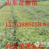 河南哪里有賣(mài)花椒苗的，河南花椒苗價(jià)格是多少