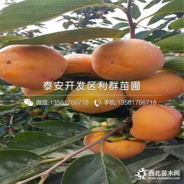 柿子苗价格