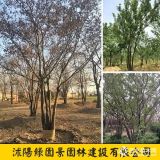 綠園景叢生樸樹價格 苗圃供應(yīng)大規(guī)格叢生樸樹、樸樹基地直銷