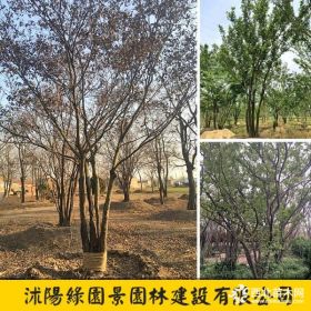 綠園景叢生樸樹價(jià)格 苗圃供應(yīng)大規(guī)格叢生樸樹、樸樹基地直銷