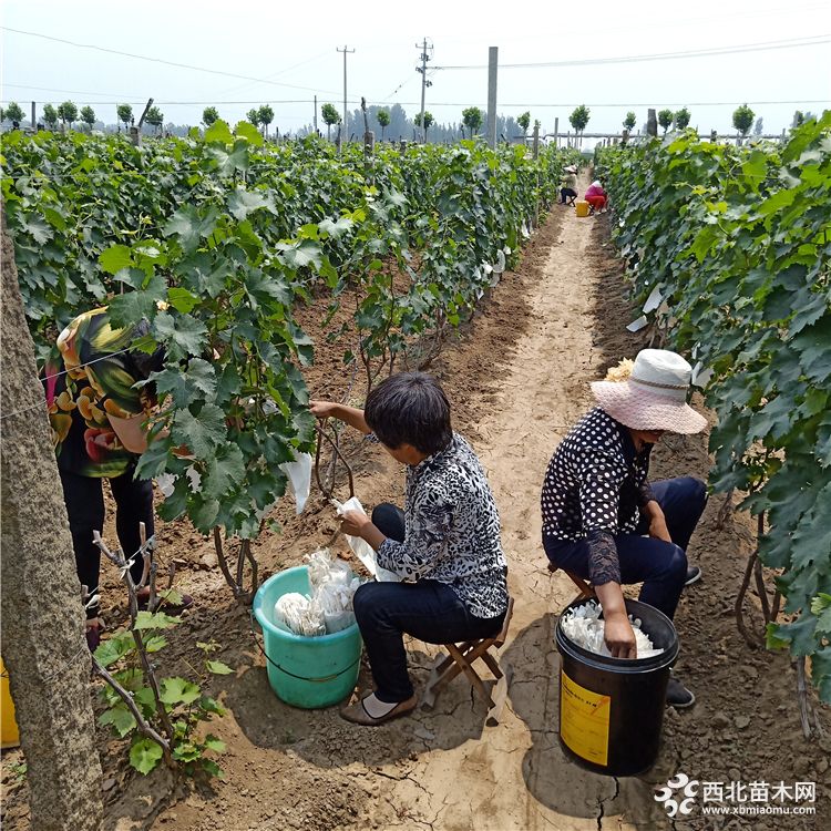 葡萄苗什么品种好，葡萄苗哪个品种好，葡萄苗繁育基地