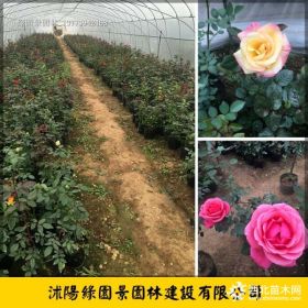 绿园景大花月季价格 供应H30~80公分大花月季基地直销