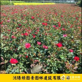 綠園景月季種植基地高20~60公分地被月季價(jià)格便宜 苗圃直銷