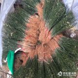 哪里枳殼苗價格便宜 枳殼苗批發(fā)基地