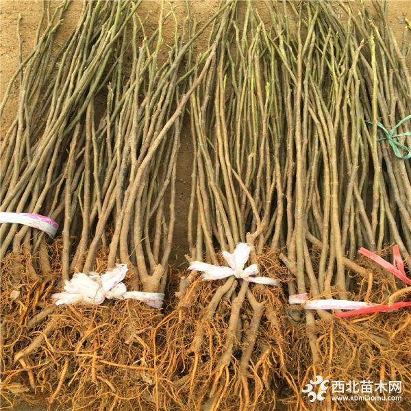 無(wú)花果樹(shù)苗