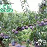 鳳凰李子樹(shù)苗價(jià)格行情、3公分李子苗基地