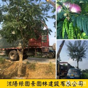 绿园景合欢树基地直销 哪里合欢树苗价格优惠