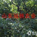 核桃樹收益-種植核桃樹一畝地賺多少錢