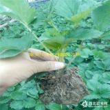 小白草莓苗多少钱、新品种小白草莓苗价格